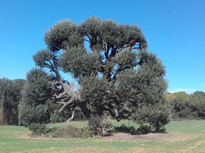 Aulina reclamadora de l'Omeda.