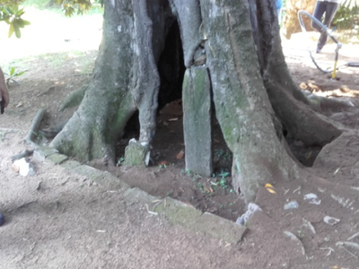 Magnòlia del Roquer.