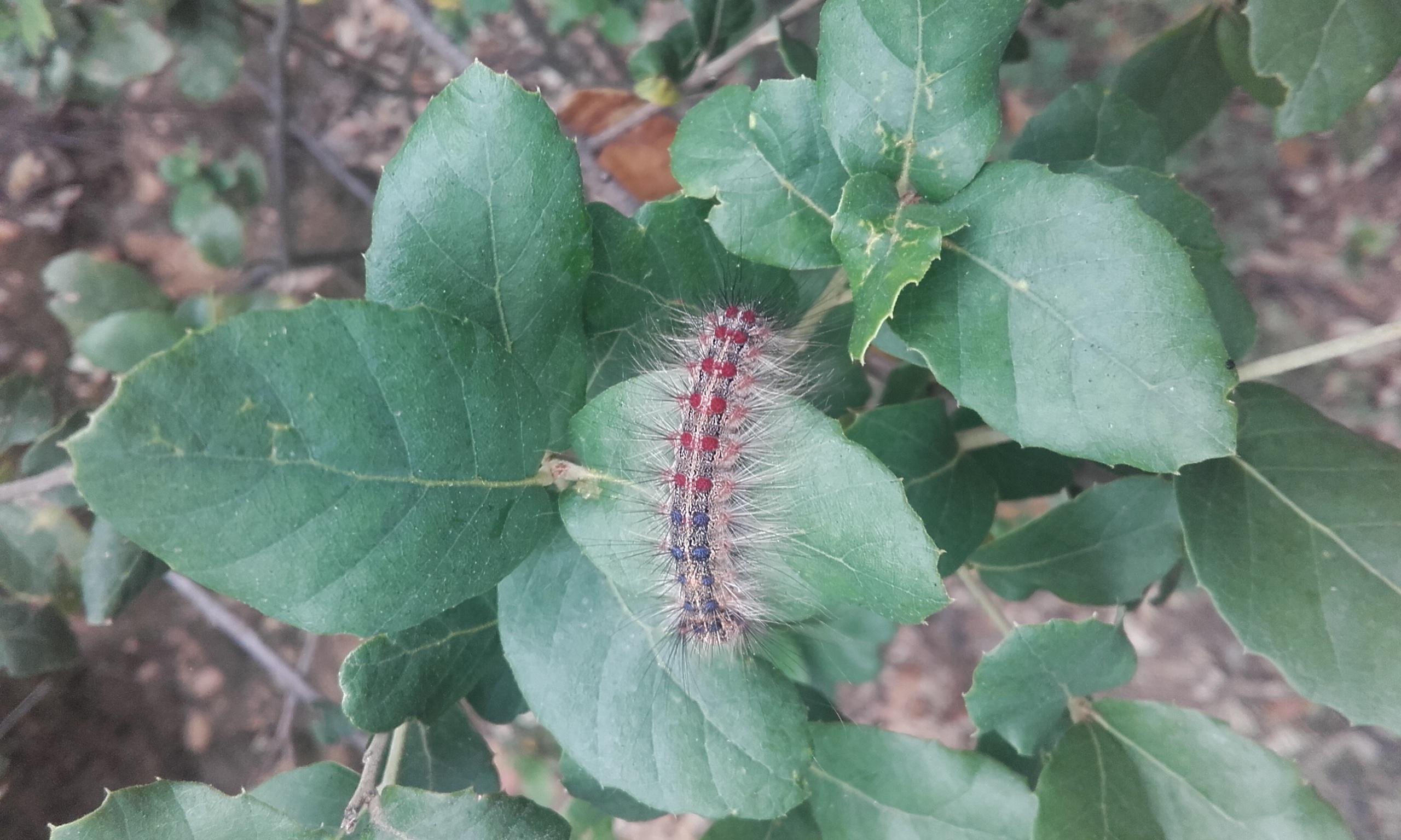 una eruga peluda del suro una eruga peluda del suro
