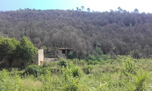 Bosc d'alzines a la comarca de la Selva Bosc d'alzines a la comarca de la Selva
