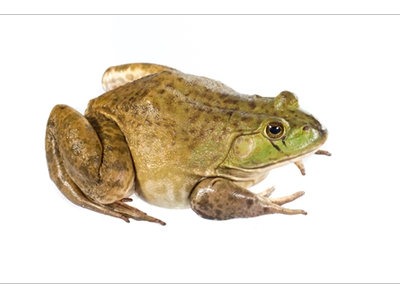 Granota toro. Granota toro.