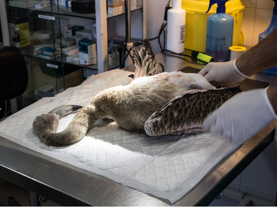 Imatge d'arxiu Imatge d'arxiu