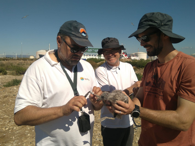Anellament a Tarragona, avui. Anellament a Tarragona, avui.