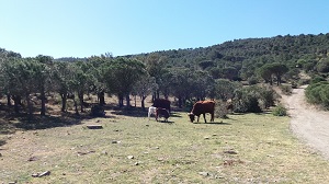 Caps de bestiar pasturant a la zona per mantenir les actuacions realitzades Caps de bestiar pasturant a la zona per mantenir les actuacions realitzades