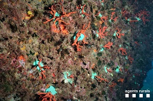 Detall del corall vermell