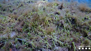 Fotografia de l'alga invasora