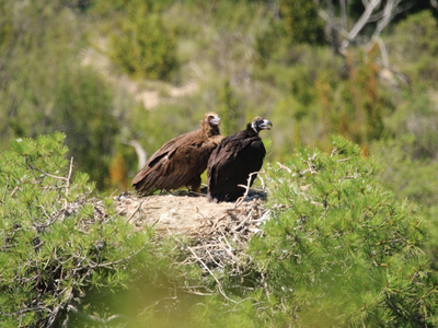 Niu d'Oriol i Pessonada. Niu d'Oriol i Pessonada.