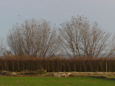 Dormidor de Cantacorbs, al terme d'Ivars d'Urgell al Pla d'Urgell.