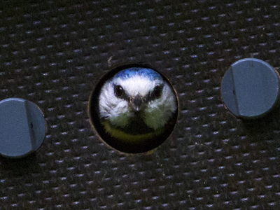 Una mallerenga blava