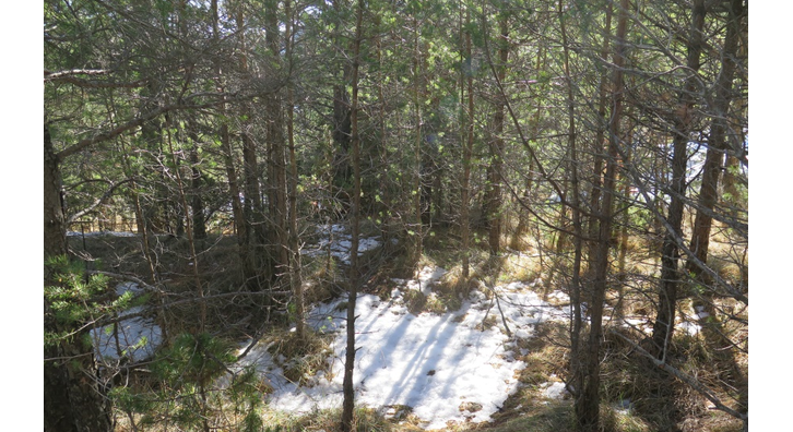 Bosc jove de pi roig a Vallcebre, al Berguedà. Foto OCCC.