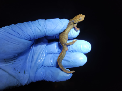 Tritó del Montseny Tritó del Montseny