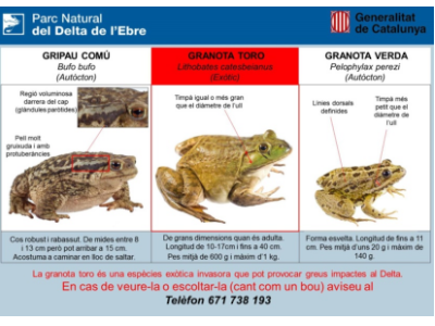 Granota toro Granota toro