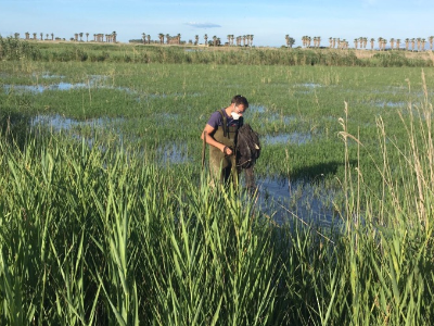 Prospecció granota toro. Prospecció granota toro.
