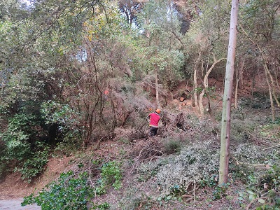 Moment de la realització dels treballs forestals 