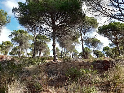 Boscos recuperats de la plaga del Tumicus al Maresme Boscos recuperats de la plaga del Tumicus al Maresme