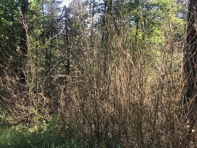 Boixos defoliats en un bosc de Ripoll