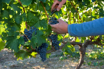 Vinya ecològica, un dels cultius amb creixements més alts a Catalunya