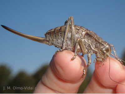 Pycnogaster ribesiglesiasii 