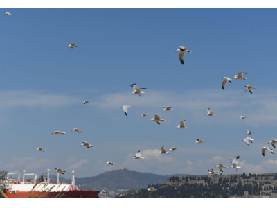 Gavines corses en ple vol Gavines corses en ple vol