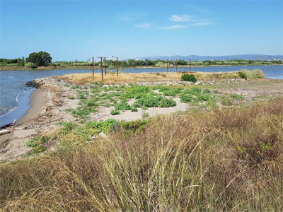 Franja sediments entre illa del Molí i marge esquerre riu Llobregat. 