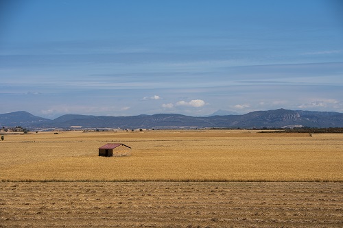 Camps de blat