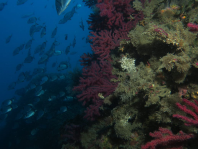 Medi marí Medi marí