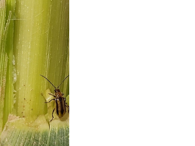 L'escarabat Diabrotica virgifera provoca danys greus al blat de moro i amb gran capacitat de dispersió