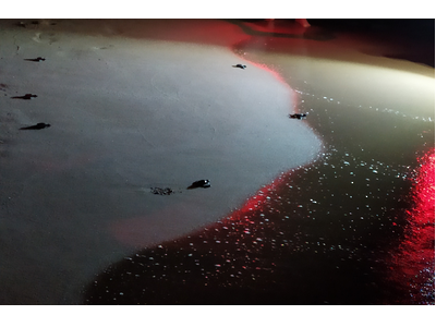 Cries de tortuga babaua dirigint-se a l'aigua Cries de tortuga babaua dirigint-se a l'aigua