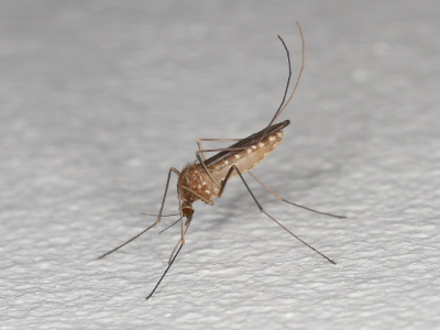 mosquit comú