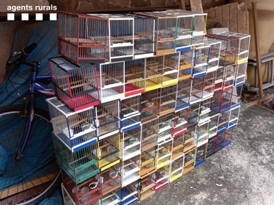 Comís gàbies durant l'operació Comís gàbies durant l'operació