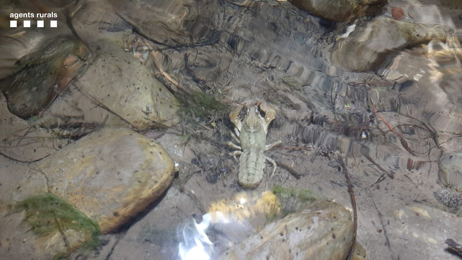 Imatge d'un exemplar de cranc de riu localitzat a Collegats