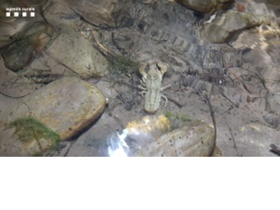 Imatge d'un exemplar de cranc de riu autòcton