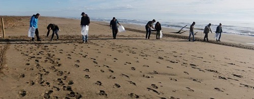 Voluntaris duent a terme un acció de recollida de brossa a la platja