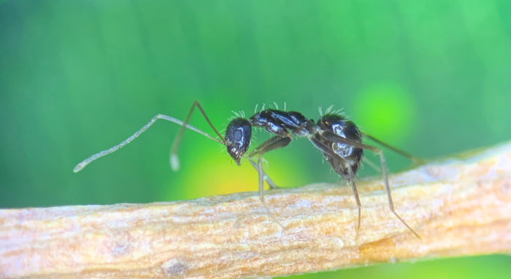 Formiga boja (Paratrechina longicornis)