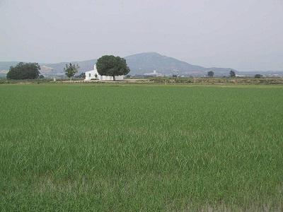 camp d'arròs