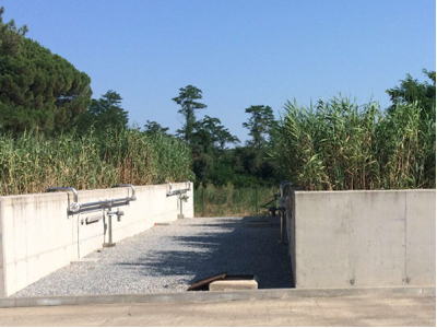 Exemple del tractament natural (rizocompostatge) que s'emprarà per al tractament dels fangs.