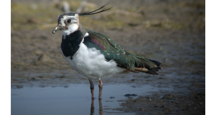 Fredeluga Vanellus vanellus, una de les espècies que resulta més afectada per l'assecament hivernal dels arrossars. Fredeluga Vanellus vanellus, una de les espècies que resulta més afectada per l'assecament hivernal dels arrossars.