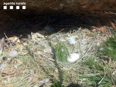 Desperfectes en un niu