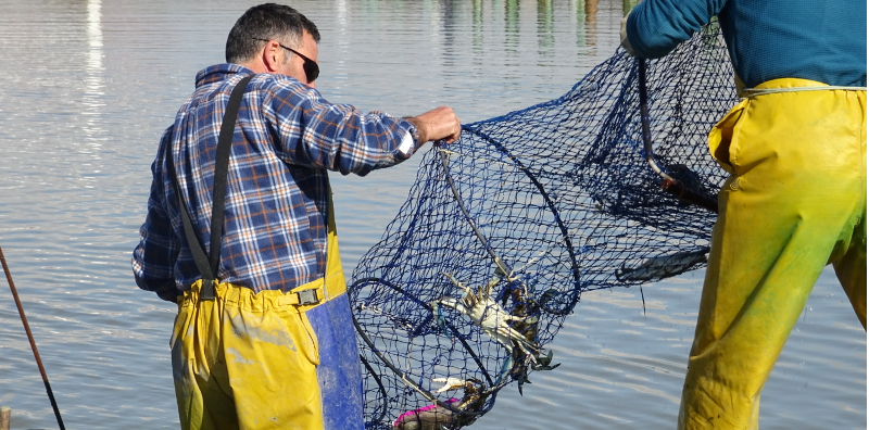 Pesca del cranc blau