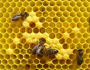 Foto NP Pagament apicultura