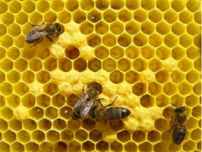 Miniatura NP Pagament apicultura