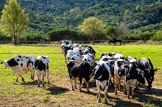 Foto web NP Pagament final ajuts boví llet i vaques alletants 2021
