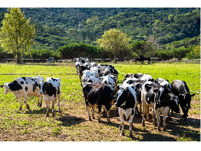 Miniatura NP Pagament final ajuts boví llet i vaques alletants 2021