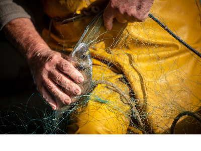 Incrementar el valor afegit dels productes pesquers, entre els objectius dels projectes subvencionats