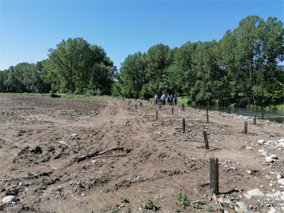 Plantació de verns