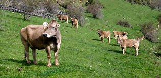 Foto NP Ajuts ramaderia ecolgica