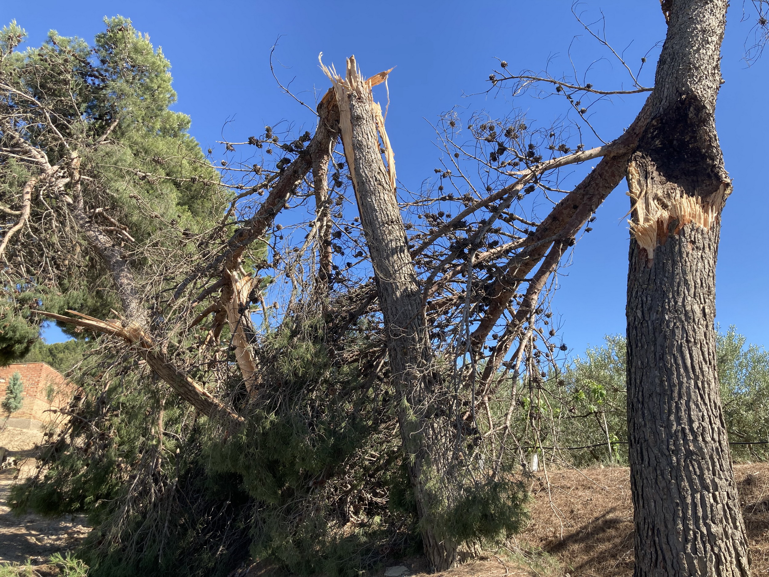 Diversos pins afectats per l’esclafit del nord del Segrià, al terme municipal d’Almacelles.