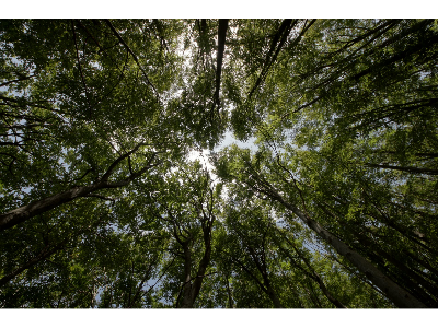 Imatge de recurs d'un bosc