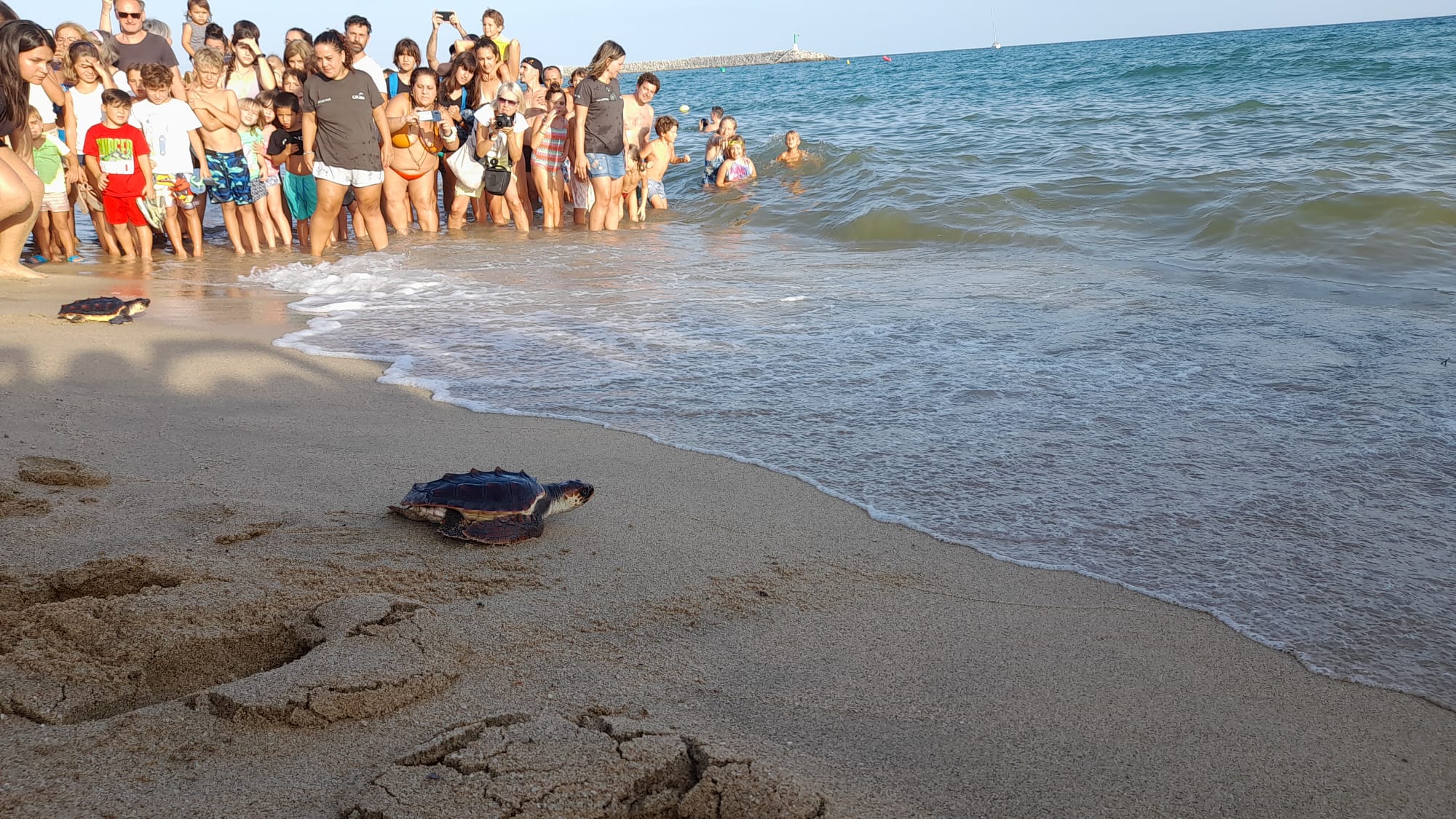 Alliberament de tortugues careta a Arenys de Mar.