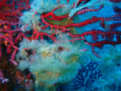 Una mostra de l'alga acumulant-se al damunt de la gorgònia vermella.